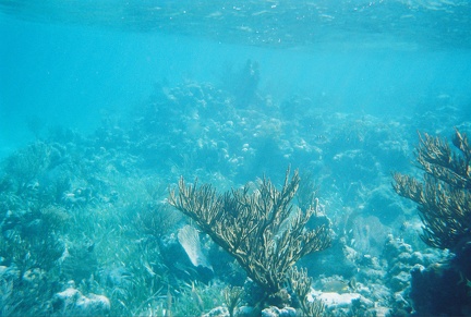 Bacalar Chico Coral5